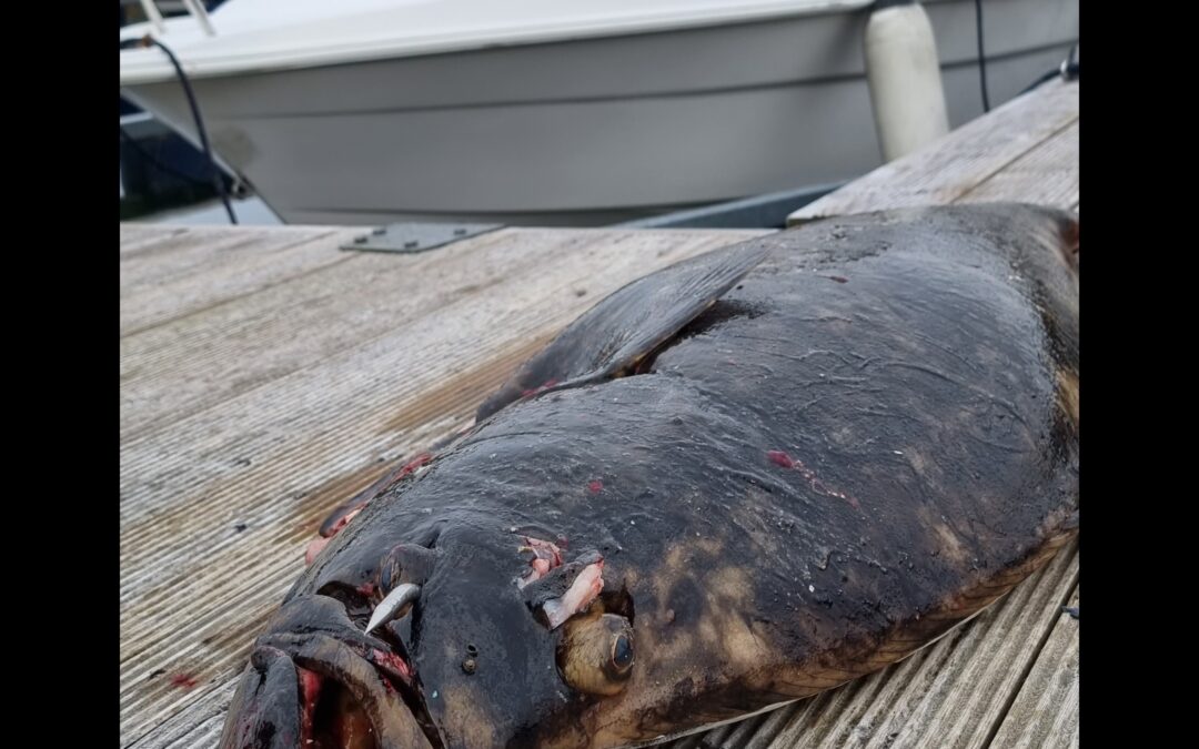 halibut and usynkelig