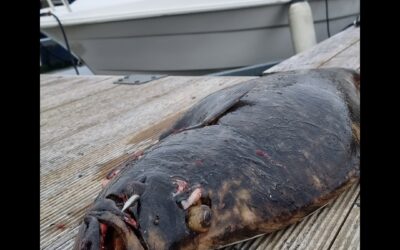 AI tribute to first halibut 2023