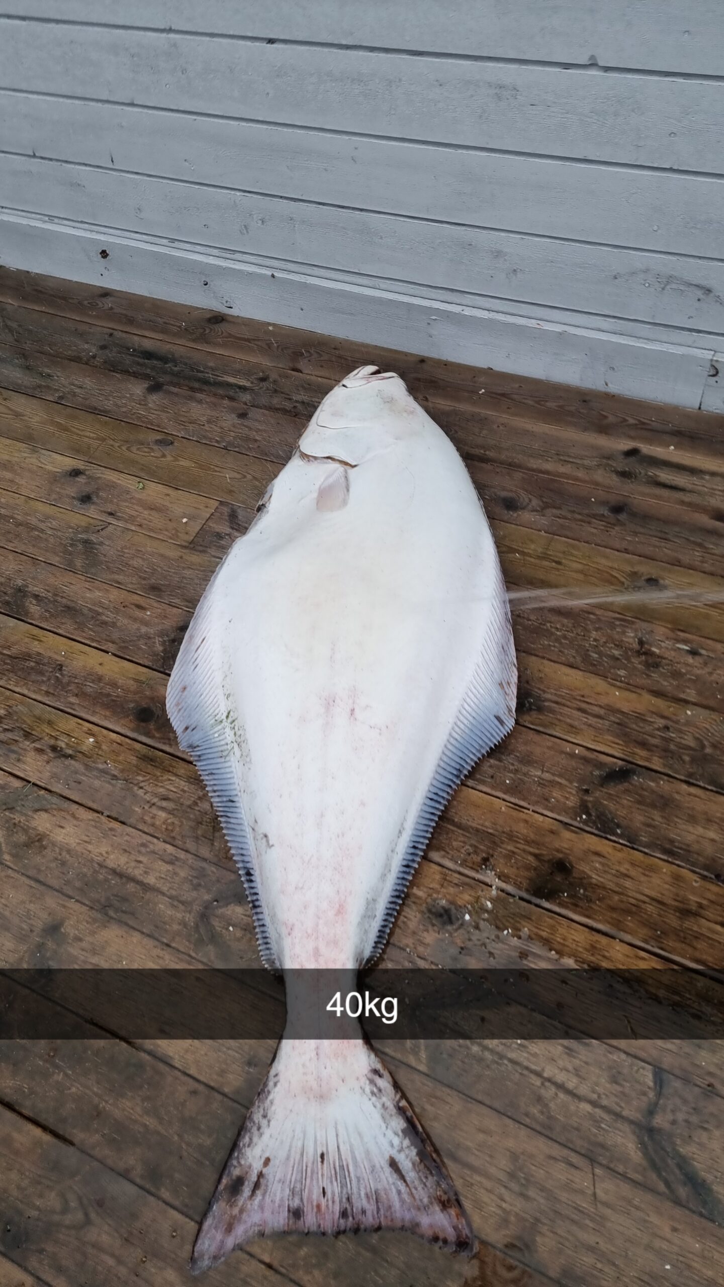 halibut and usynkelig